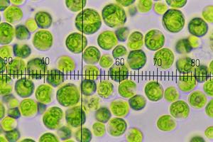 Biodegradación de ácido salicílico por consorcios microalgas-bacterias