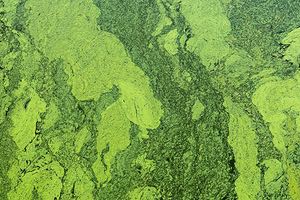 Compañía de Carolina del Sur elimina el mal sabor del agua ocasionado por algas con oxidación avanzada