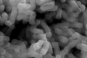 Investigadores españoles localizan una bacteria que elimina metales pesados de las aguas residuales