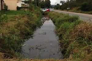 Investigadores brasileños y holandeses usan algas para descontaminar aguas residuales y producir abono