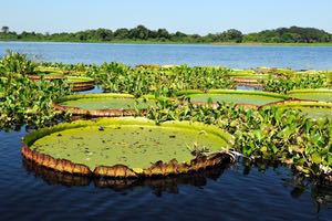 Día Mundial de los Humedales: La falta de saneamiento pone en riesgo a los humedales de América Latina