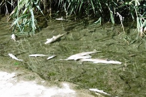 Los peces del río Henares en Madrid no murieron por causas naturales, sino por contaminación