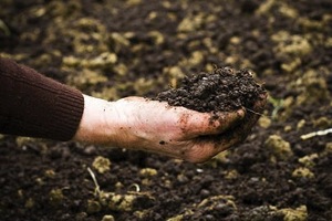 Investigadores españoles logran incrementar la producción de biomasa utilizando lodos de EDAR como fertilizante de cultivos energéticos