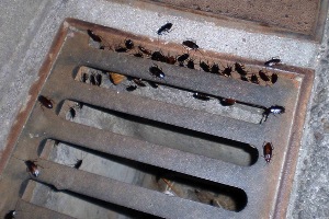 El Ayuntamiento de Marbella reforzará el control contra las cucarachas en la red de saneamiento de la ciudad