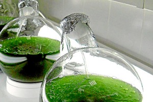 AQUALIA y CENTA llegan a un acuerdo en el uso de las microalgas para la depuración de las aguas residuales