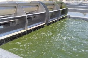 Investigadores de la US patentan una tecnología con microalgas para depurar aguas residuales y luchar contra la sequía