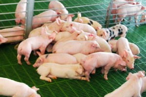 México incentiva el tratamiento de las aguas residuales en las granjas de porcinos