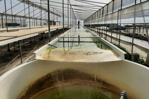 Investigadores de la UAL emplean agua salada y microalgas marinas para depurar purines porcinos