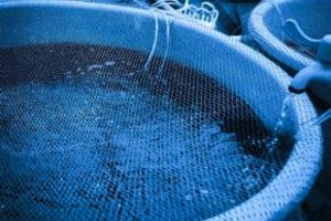 teqma aporta sus soluciones de desinfección ultravioleta a la industria de la piscicultura
