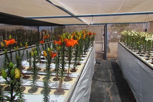 Investigadores chilenos estudian reutilizar aguas residuales tratadas para la producción de flores de corte