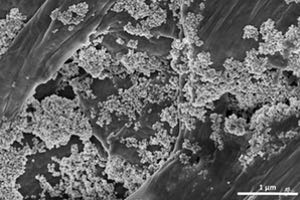 Investigadores del CSIC consiguen eliminar microplásticos del agua con nanoflores de óxido de hierro