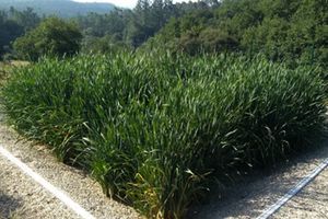 Sober en Lugo dispondrá del primer humedal de la Ribeira Sacra para la depuración de las aguas residuales