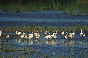 España incumple las recomendaciones de UNESCO para proteger Doñana