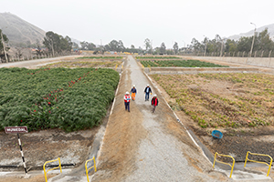 El MVCS de Perú presenta un catálogo de plantas que ayudan al tratamiento de las aguas residuales urbanas