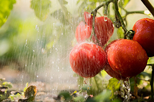 Agricultura y desalación de agua