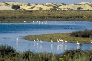 Convocados los Premios Andalucía de Medio Ambiente 2019 que se entregarán coincidiendo con los 50 años de Doñana