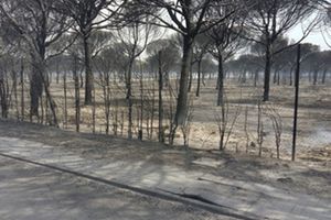 Continuidad en el servicio de agua de Moguer y Mazagón en Huelva a pesar del incendio que ha asolado la zona
