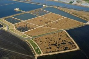 Liberados ejemplares de galápagos en peligro de extinción en La Albufera de Valencia