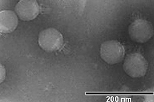 Un equipo de la Universidad de Barcelona identifica 25 nuevos virus en las aguas residuales de Barcelona