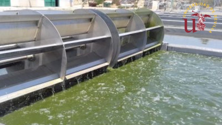 Investigadores de la Universidad de Sevilla patentan una tecnología con microalgas para depurar y luchar contra la sequía