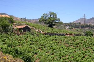 Gran Canaria estudia un innovador sistema para convertir el agua que generan los hogares en apta para uso agrícola