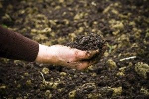 Canarias se une para estudiar la validación del compost de lodos de EDAR para la fertilización agrícola