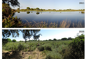Doñana en estado crítico, más de la mitad de sus lagunas han desaparecido