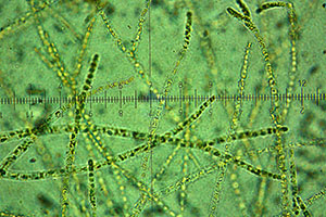 Se detecta por primera vez en la península ibérica una nueva alga introducida en el Cap de Creus y de difícil erradicación