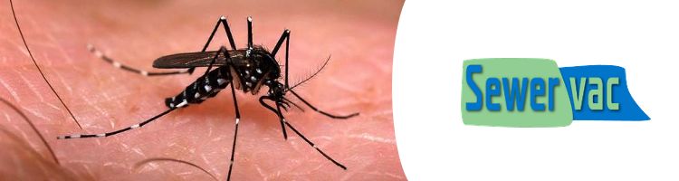 SEWERVAC y su línea Sulf-out para la lucha contra el mosquito tigre en imbornales sifónicos