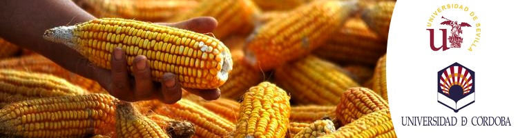 Investigadores andaluces demuestran la eficacia de la aplicación de lodos de EDAR en la mejora del cultivo del maíz