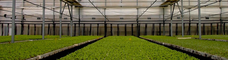 Murcia y Holanda colaboran en un proyecto para la aplicación de los nutrientes de aguas depuradas en cultivos de invernadero