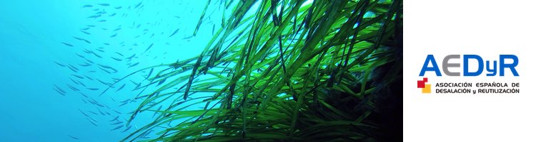 La protección de la Posidonia Oceánica, la gran prioridad en los vertidos de salmuera de la desalación