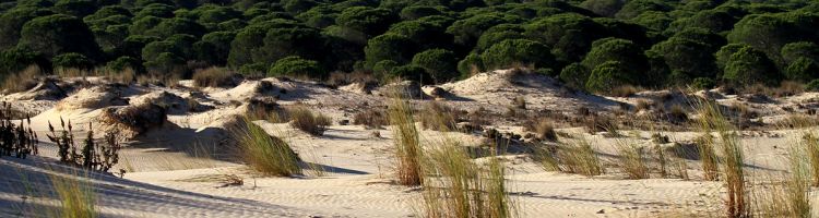 El MITECO recibe con preocupación la decisión de la CE de recurrir al TJUE por el estado de conservación de los acuíferos de Doñana