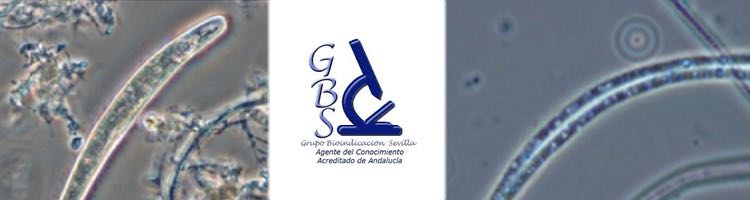 GBS abre una nueva convocatoria de todas sus actividades formativas a distancia el 01 de Abril