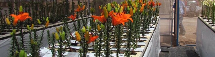 Investigadores chilenos estudian reutilizar aguas residuales tratadas para la producción de flores de corte