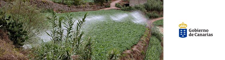 El Gobierno canario concede 8 M€ en ayudas para abaratar el sobrecostede la desalación y extracción de agua en la agricultura