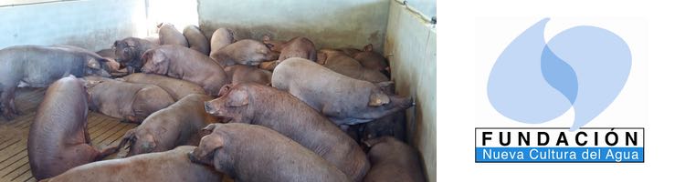 La FNCA pide una moratoria de instalaciones intensivas de porcino para proteger los acuíferos de purines