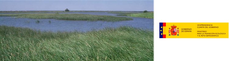 Declaradas “en riesgo de no alcanzar el buen estado cuantitativo”, tres de las cinco masas de agua del entorno de Doñana