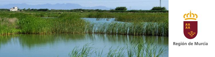 Murcia invertirá 4,2 M€ en una red de filtros verdes para evitar la entrada de nutrientes al Mar Menor
