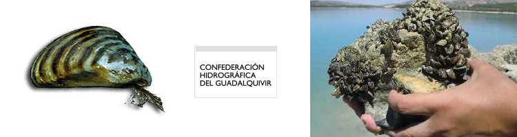 La CH del Guadalquivir instala la primera estación de monitorización en continuo de mejillón cebra