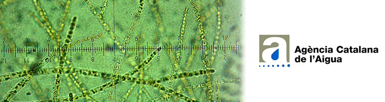 Se detecta por primera vez en la península ibérica una nueva alga introducida en el Cap de Creus y de difícil erradicación