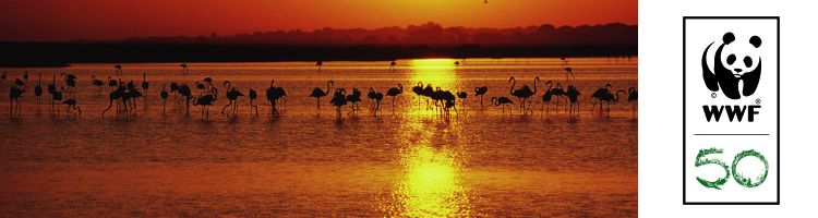 WWF denuncia la alarmante situación del acuífero del Parque de Doñana en Huelva