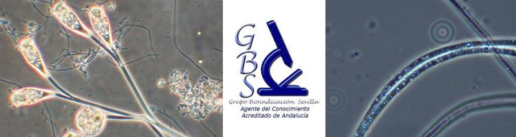 GBS presenta su nuevo servicio de asesoría microbiológica para fangos activos