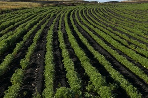 Inversiones en Lanzarote propician una notable mejoría en la calidad de las aguas regeneradas para uso agrícola