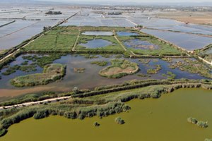 Un estudio de la Cátedra Aguas de Valencia confirma el impacto positivo de los humedales artificiales del Tancat de Milia en la calidad del agua de L’Albufera