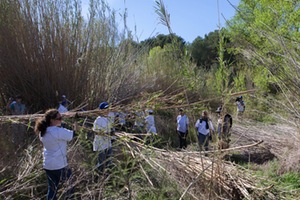 Voluntarios de AGUAS DE VALENCIA y la FUNDACIÓN LIMNE avanzan en el proyecto de recuperación de la Biodiversidad del Río Turia