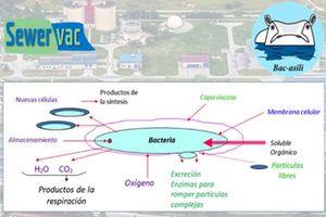 BAC-ASILI: La biorremediación para el sector del tratamiento del agua