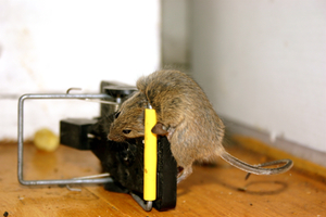 Control de ratones en instalaciones y plantas de tratamiento de agua