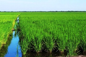 Estudio agronómico y ambiental del riego con aguas residuales depuradas en el cultivo del arroz