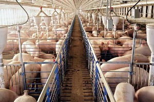 Aplicación de humedales artificiales para la depuración de purines de granjas porcinas